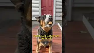 Dog waits until count of 3 to eat treat! #dogtricks #dogtraining #australiancattledog