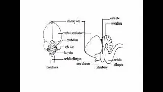BRAIN IN PIGEON