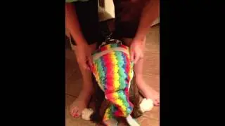How to Diaper a Special Needs Dog Pt2