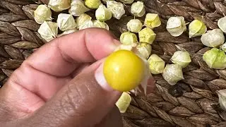 GROW GROUND CHERRIES! Grow fruit in a small space.