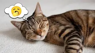 The MAJOR Signs You're Keeping Your INDOOR Cat Happy And Healthy