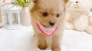 ペットショップ犬の家近江八幡店「148816」「ハーフ犬」