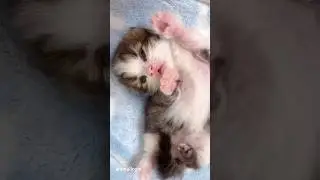 Kitten&rsquo;s hiccups, #PetTok #FunnyPets #Cat #CatTok #catlover #petfyp#foryou #funny #funnyvideos #usa