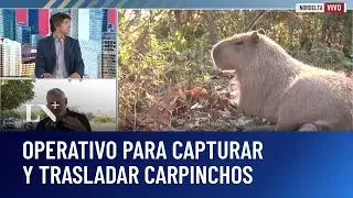 Nordelta: polémica por la relocalización de carpinchos; colocaron redes
