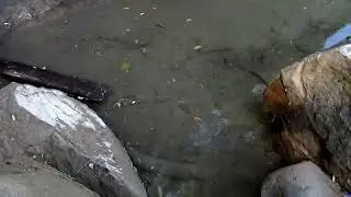 River Otter Scent Marking Behavior