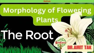 Morphology of Flowering Plants | The Root | tap root | fibrous root | adventitious roots | DrAmitTak
