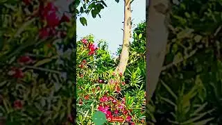 #kanner #trending #viral #shorts #nature