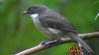 Llorosa de Puerto Rico (Puerto Rican Tanager, Nesospingus speculiferus) ENDEMICA