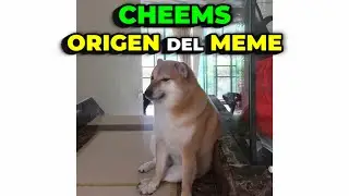 CHEEMS ORIGEN DEL MEME La Historia Real Detrás del Perro Sentado Triste