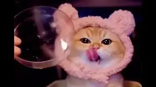 Cute and Funny Cat Videos to Keep You Smiling! 🐱 | International Cat