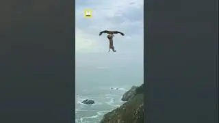 A eagle🦅 flying with lion🦁#youtubeshorts #funny #comedy #shortsfeed #shorts #viralvideo #reaction