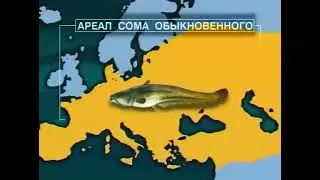 Какие основные признаки  у рыб из отряда Сомообразные (Catfishes, Nematognathi) &mdash; Siluriformes ?