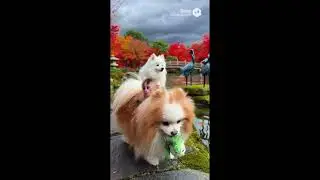 The Boll Weevil Song &bull; 1962 &bull; Brook Benton &bull; Music Video &bull; Kewpie Bibi Littles Koi Pond