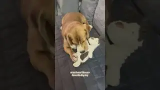 adorable beagle playing with stuffed dog toy plushie - cute and hilariously funny puppy reactions