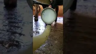 TridentPulsation(tm) milking at 60ppm, 65/35