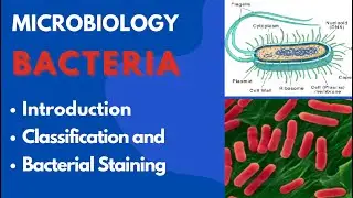 Introduction to Microbiology | Bacteria, Classification & Staining Techniques Explained