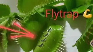 Venus Flytrap Dionaea Muscipula catching fly & bug - živ&aacute; mucholapka a hmyz