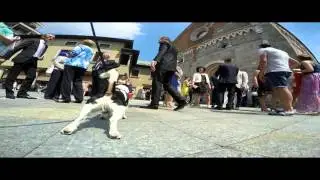 Dog sitting per Benji al matrimonio di F&G pet sitter at wedding
