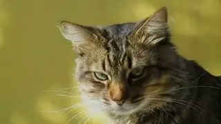 Why do cats arch their backs when scared or excited?