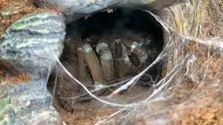 TIME LAPS MOLTING Tarantula  Goliath Birdeater Theraphosa Stermi  Goliath Bird Eater 2022