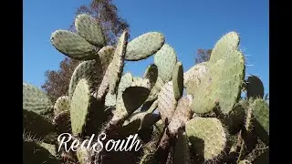 G.C.F in RedSouth
