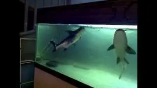 Paroon shark eating floating pellets