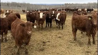 Cunningham Cattle Co. - 875# February Delivery Heifers - 180 Head (Sundre, AB)