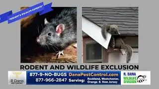 R. Dana Pest Control Rodent & Wildlife Experts / Produced by sr-video.com 845-429-1116