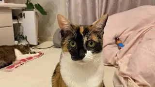 【保護猫】撮影に気付く『たの』