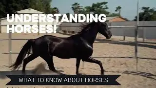 Understanding Horses #Horses #EquineCare #AnimalBehavior