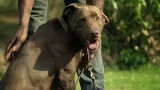 The Canine Unit   An Unbreakable Bond between Dog and Handler