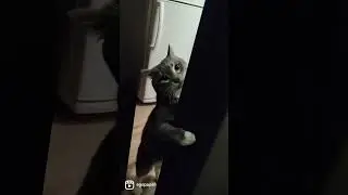 #cat #animals #humor #funny #fun #prank #joke #кот #прикол #юмор #животные