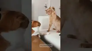 Cats Being Weird&hellip; But Why Though 🤔😹  #funnycats #cutecats #catshorts #catlovers #funnycat #funny