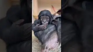 This Baby Bonobo&rsquo;s Love for Mom Will Melt Your Heart!