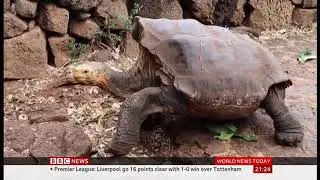 Diego the giant tortoise returns after saving his species (Gal&aacute;pagos) - BBC News - 11th January 2020