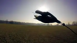falco sacro in baraggia Biella