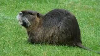 Dangerously destructive species spotted in Central Valley