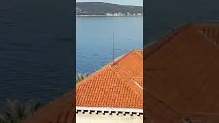 Igra dupina na Marjanu