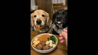 Golden Retriever & Ebony Pup: A Quiet, Satisfying Mealtime with Two Good Dogs 🐾 An ASMR Feast