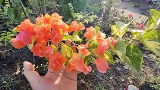 Jenis Bougenville ID Orange Glow