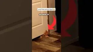 PROOF That Cats are Liquid 😂😂