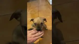 8-week-old pitbull puppy at play 🔥 | 8t&yacute;dnů - &scaron;těně pitbulteri&eacute;ra při hře