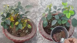 कुछ ही दिनो मे सुखते गुलाब 🌹🌱मे आने लगेंगी कलिया और फूल |rose plant care tip|rose plant growing tips