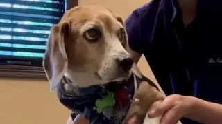 Silly Beagle at Animal Chiropractor