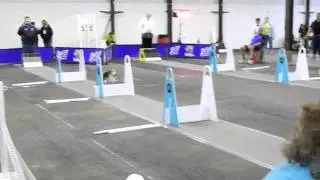 Flyball Beagle