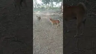 Desi dog fighting 🥵