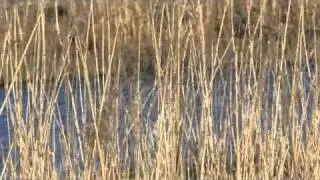 Bluethroat, songs.........Syngende Bl&aring;hals