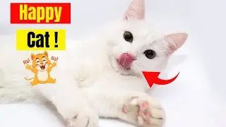 7 Kitty Secrets Revealed: How to Make Your Cat Happier