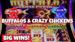 BUFFALO Triple Power, Triple Popped Bonuses!!! plus HUGE WIN on CRAZY CHICKENS & 8x on GOLDEN DRUMS