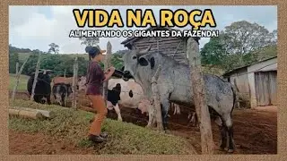 ROTINA NA FAZENDA:COMO É ACORDAR ANTES DO SOL NASCER...🌄🐄🐂🐴👩‍🌾